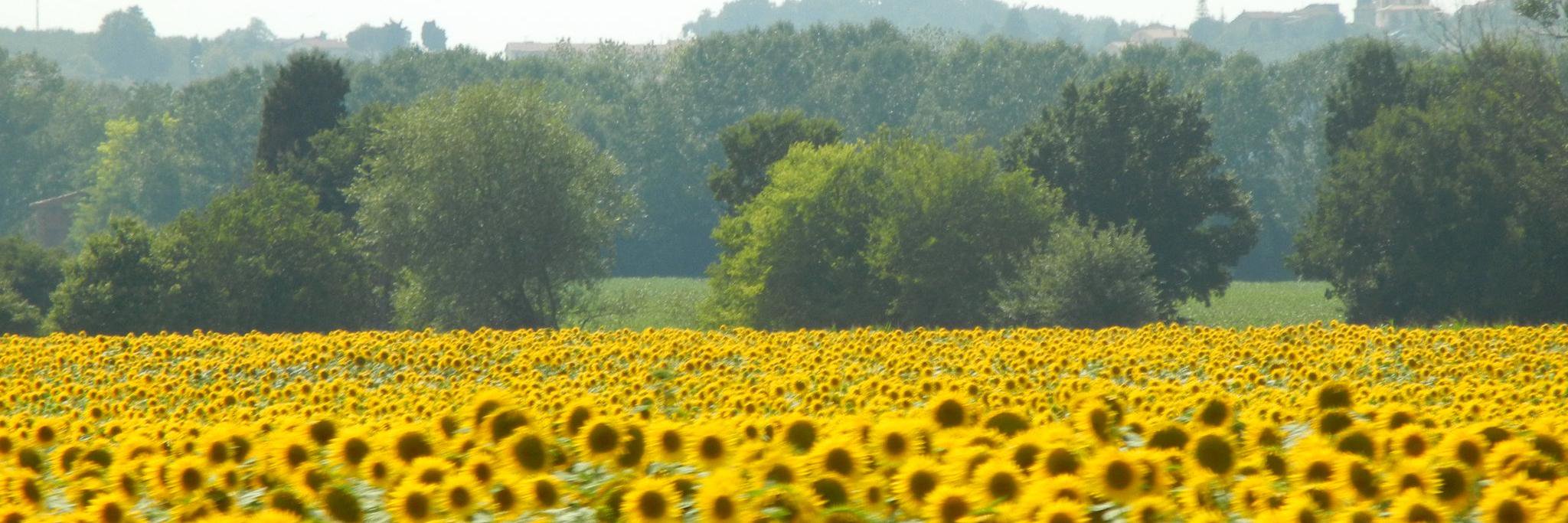 Estelle Charlu Willie banner