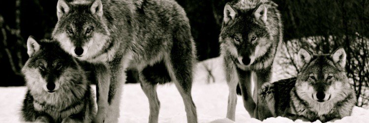 colesadorable's profile banner image