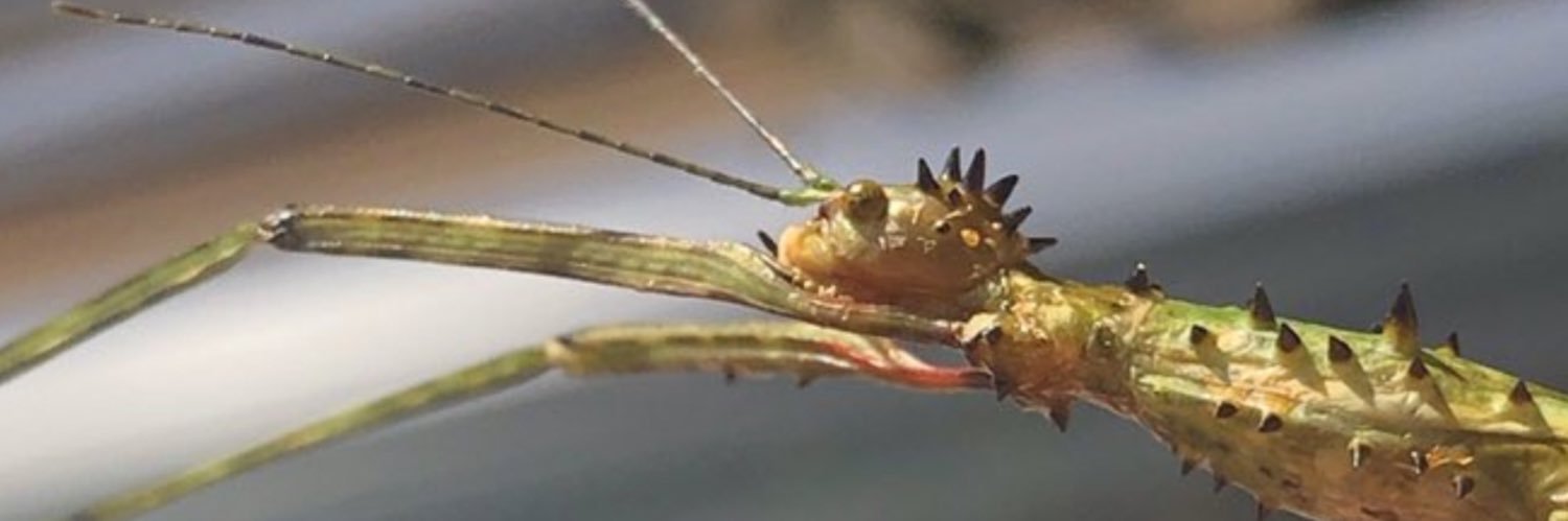 Dr. Morgane Merien banner