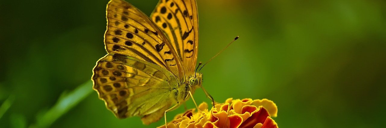 ButterflyDivaME's profile banner image
