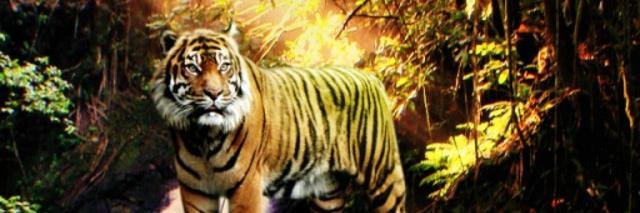 AuntAmber07's profile banner image