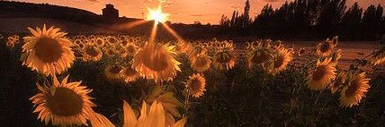 CCheyenneH's profile banner image