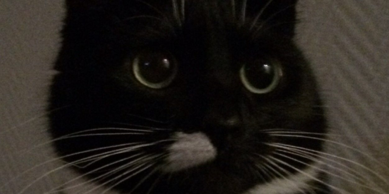 dumbomatte's profile banner image