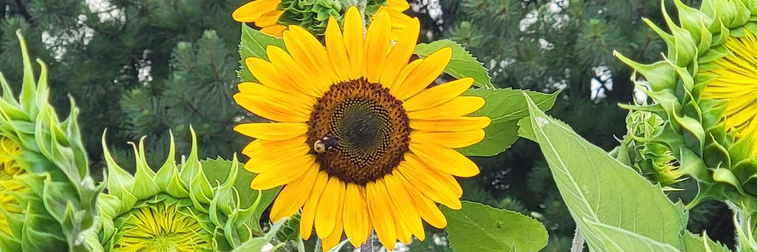 Ashlie_Brewer's profile banner image