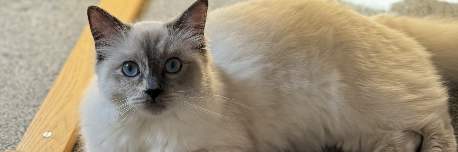 Ruthkane's profile banner image