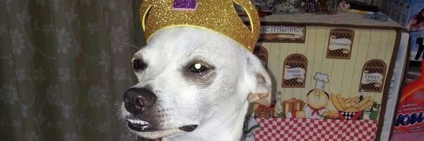 SuperPinoTFT Profile Banner