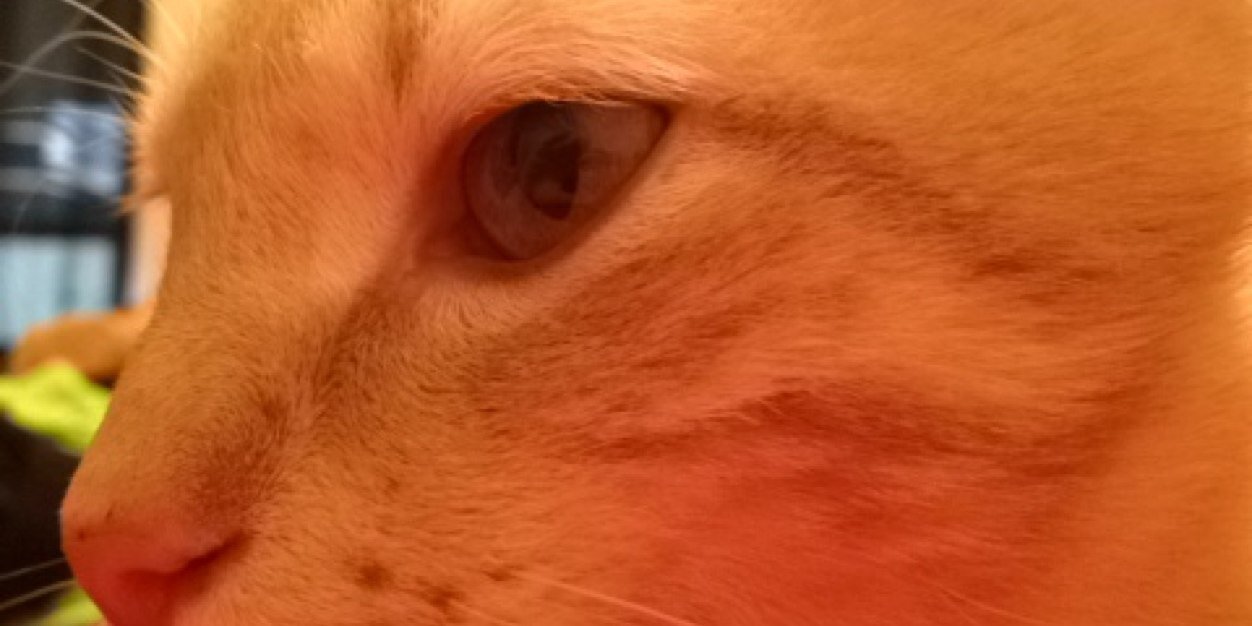 PerlaD4's profile banner image