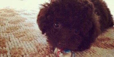 白鳥🕊️ banner