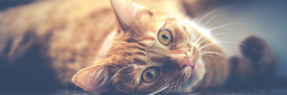 TlvKrina's profile banner image