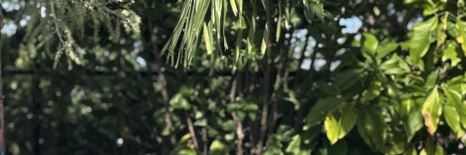 Lilykilledthem's profile banner image