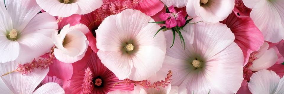 Mayas_Hasan's profile banner image