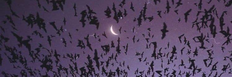 LunaxxDiviner's profile banner image