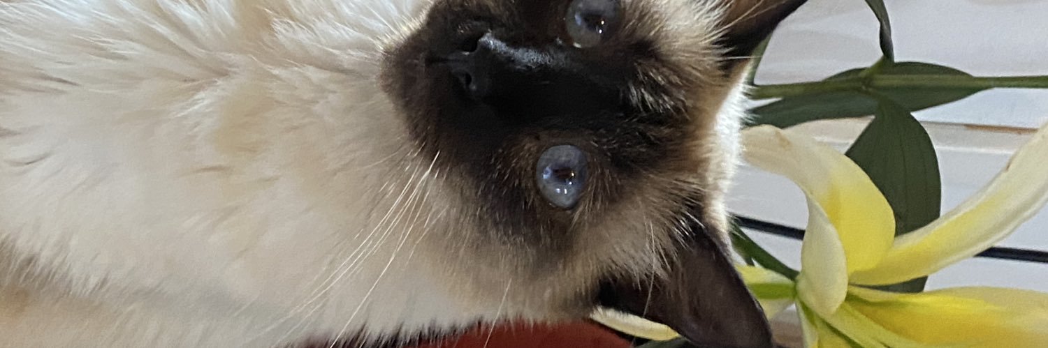 mrmaidthoughts's profile banner image