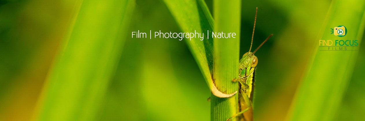 Find Focus Films banner