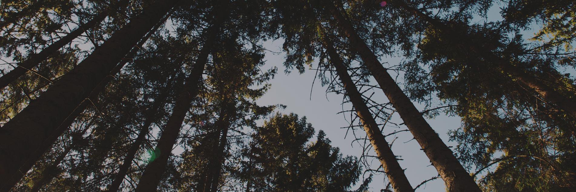 RuffordTree's profile banner image