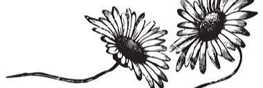 DaisyDukeShorts's profile banner image