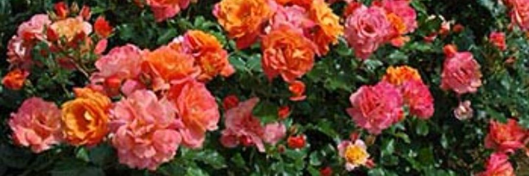 jun037116's profile banner image