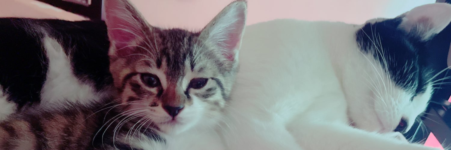 保護猫🐱⭐🎀瑠美衣🎀⭐️【別名アイ】 banner