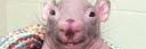 brayanmlkzk5's profile banner image