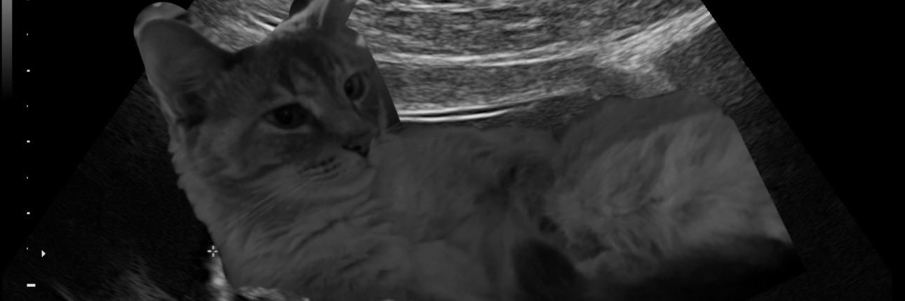 glowinglies's profile banner image