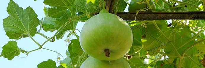 ଦେବାshis banner