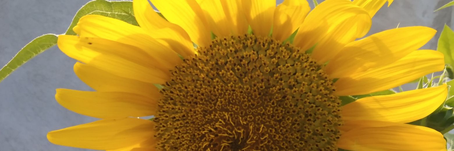 mylezaway26's profile banner image