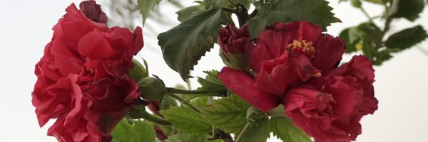 soulofwise1 Profile Banner