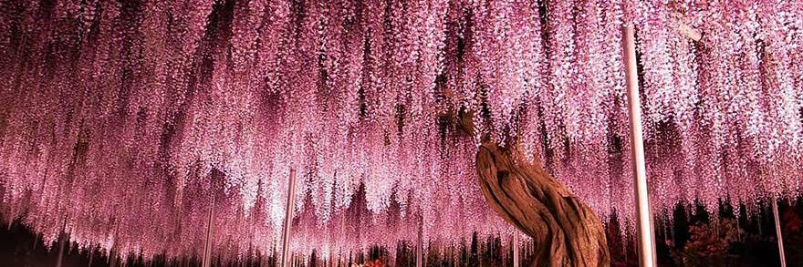 ❣EUGENIE❣🕊 banner