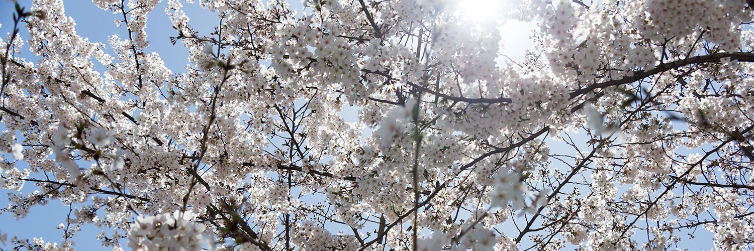 カイ 壬（旧 カイ艦長@魔導師） banner