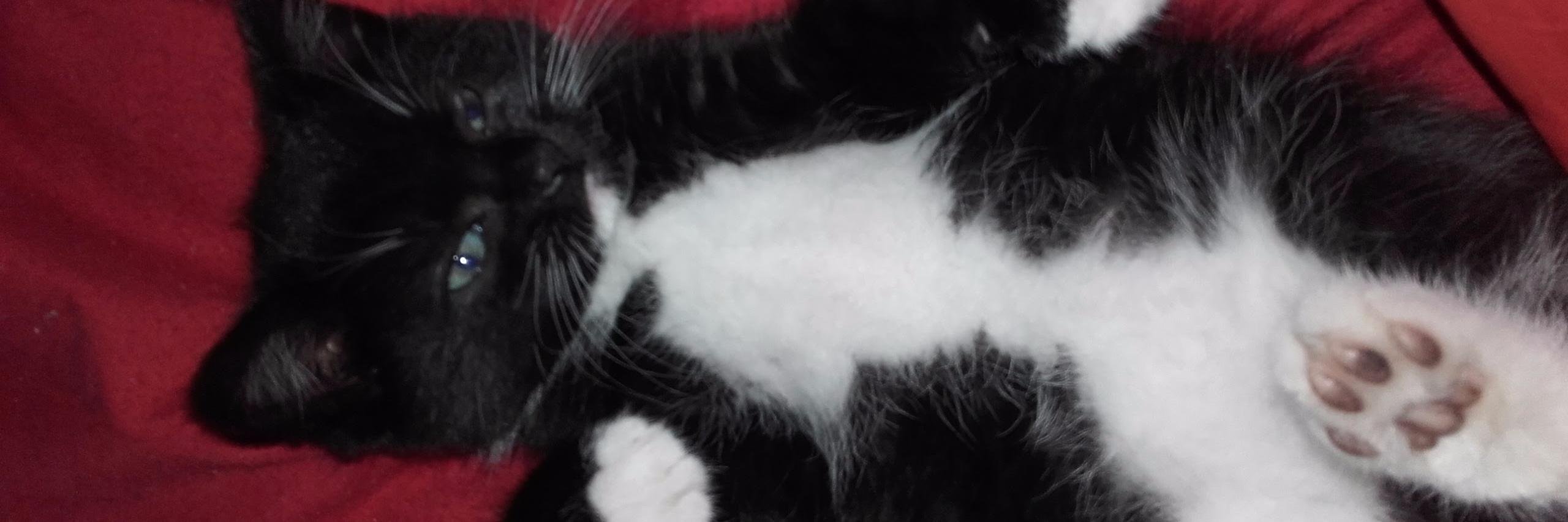 MidnightHolly20's profile banner image