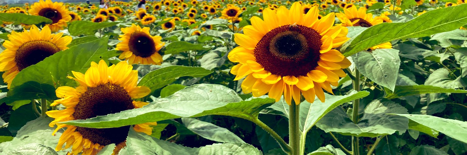 amamapfel's profile banner image