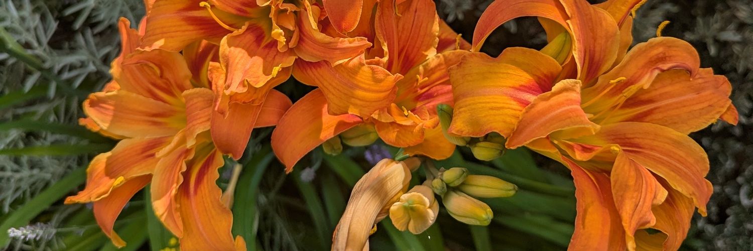 ouijavirus's profile banner image