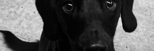 David Armstrong banner