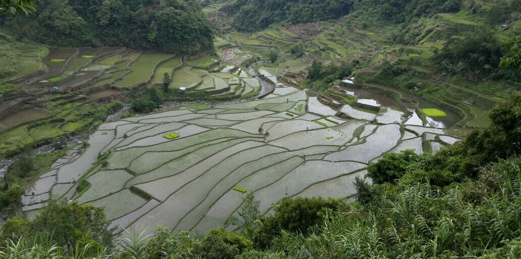 Yogev Levi Shaked banner