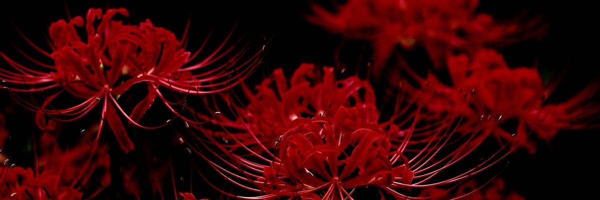 rabiajan19's profile banner image