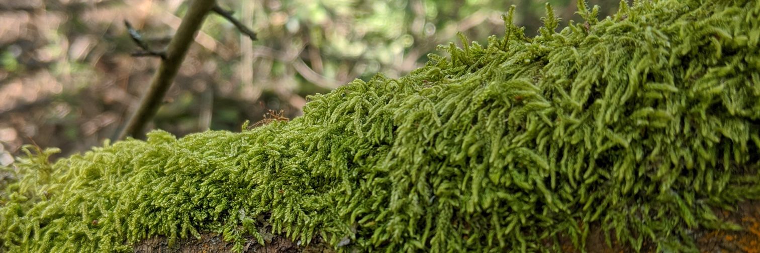Tim Hughes 💙🇧🇿🇨🇰🇨🇼🇨🇱🇨🇻🇨🇺🇨🇲🇨🇷 banner