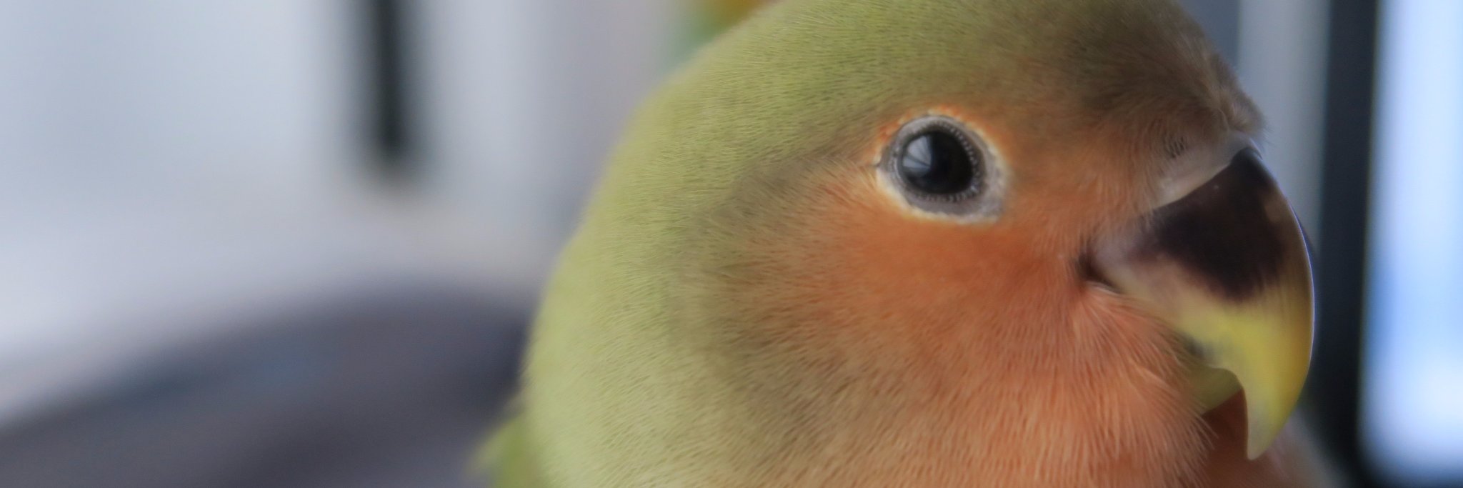 Huylagen's profile banner image
