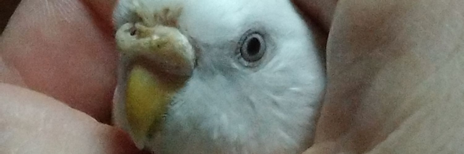 imokuru's profile banner image