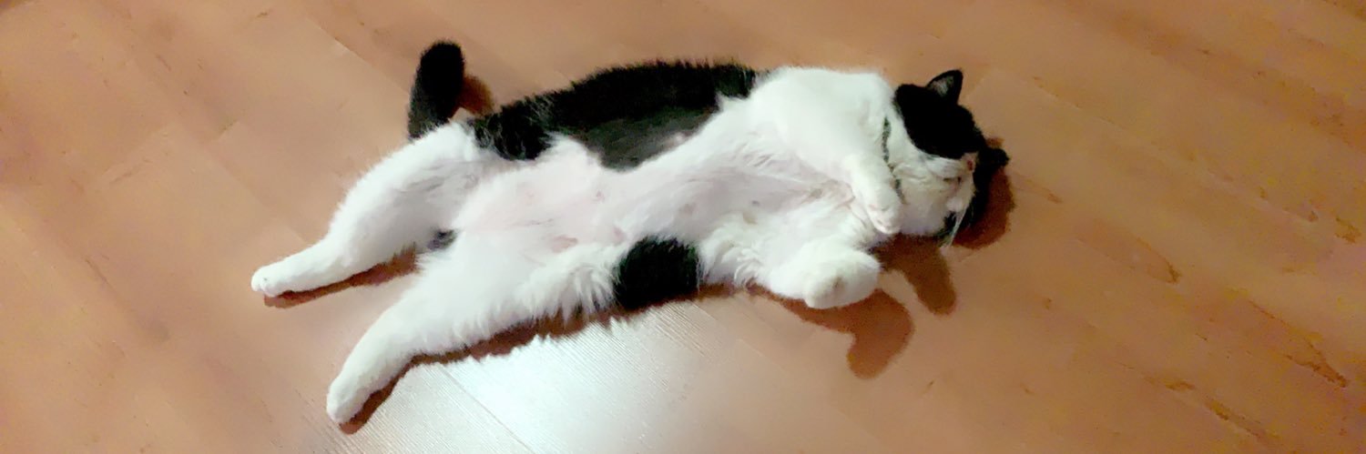 🐈‍⬛🐈 banner