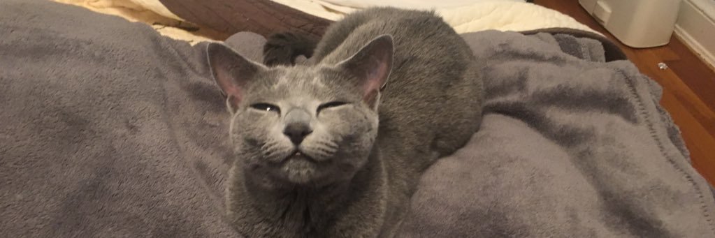 Nkisitcat's profile banner image