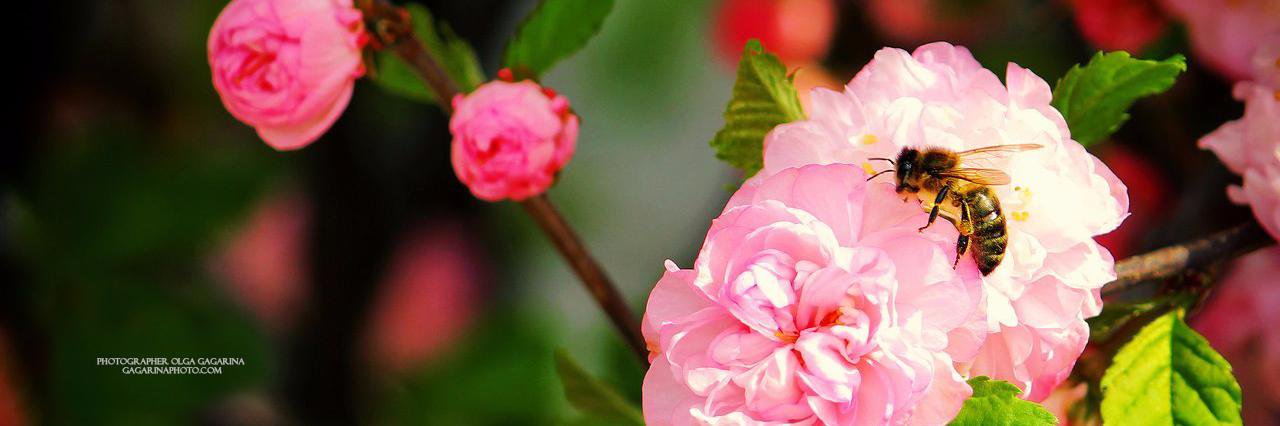 GagarinaPhoto's profile banner image