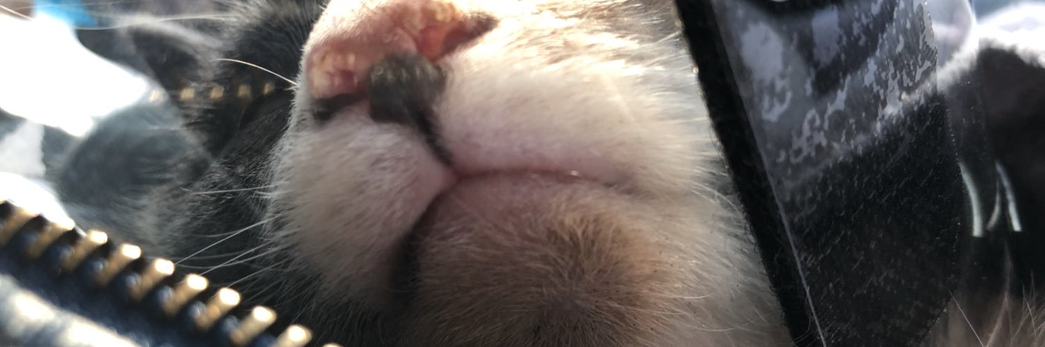 ApurricatingCat's profile banner image