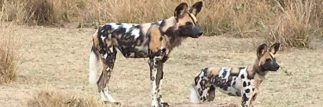 Iris Ho 何燕青 banner