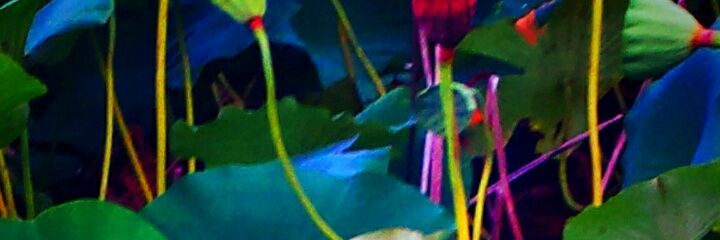 moonlit_land's profile banner image