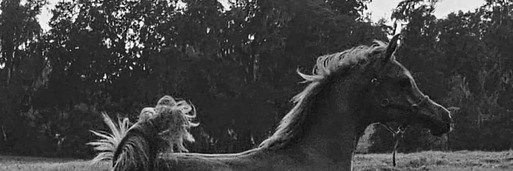 علي عجمي banner