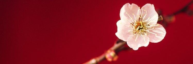 MeiHan15's profile banner image