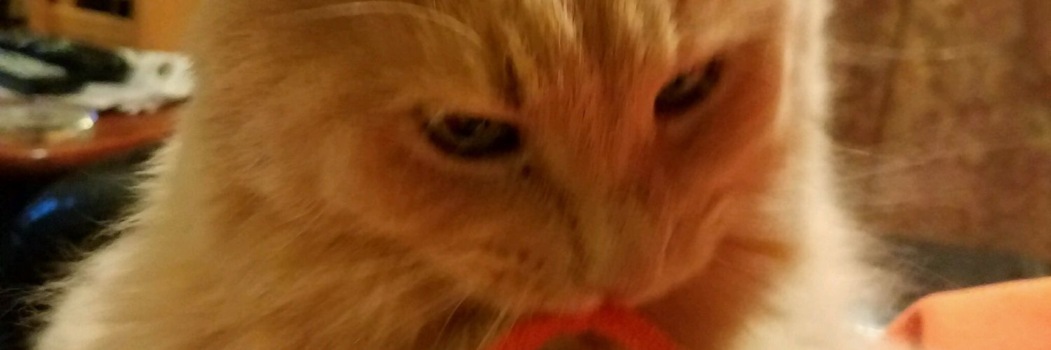 Jungle811's profile banner image
