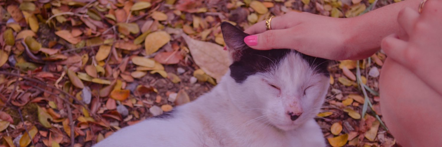 catffinated's profile banner image