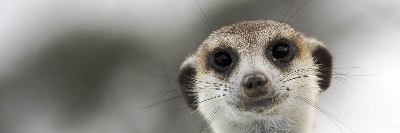 SURICATE2015's profile banner image