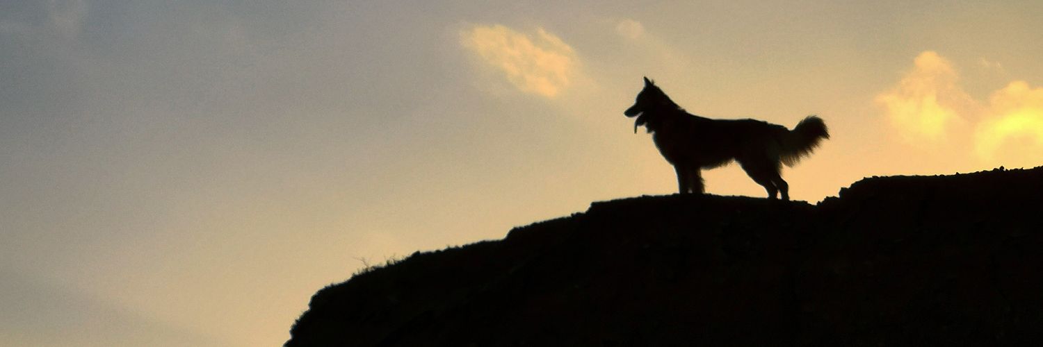 Bertinchico's profile banner image